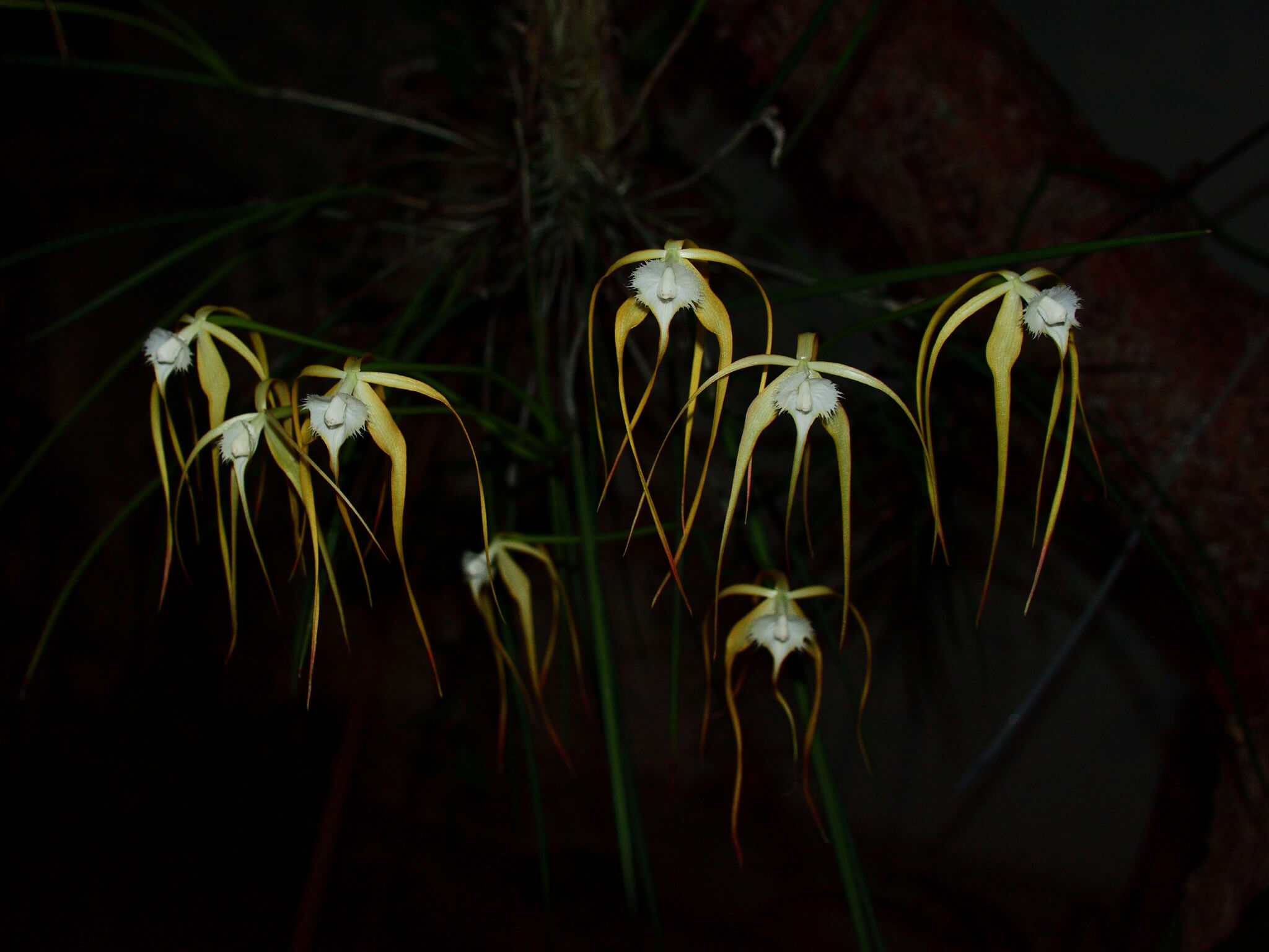 Brassavola cucullata